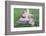 Man Sitting on House Roof in Tiny Agricultural Hamlet Amidst Fields of Vegetables, Rajasthan, India-Annie Owen-Framed Photographic Print