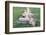 Man Sitting on House Roof in Tiny Agricultural Hamlet Amidst Fields of Vegetables, Rajasthan, India-Annie Owen-Framed Photographic Print