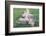 Man Sitting on House Roof in Tiny Agricultural Hamlet Amidst Fields of Vegetables, Rajasthan, India-Annie Owen-Framed Photographic Print