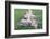 Man Sitting on House Roof in Tiny Agricultural Hamlet Amidst Fields of Vegetables, Rajasthan, India-Annie Owen-Framed Photographic Print