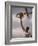 Man Slam-Dunking a Basketball-null-Framed Photographic Print