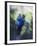 Man Sliding Down a Zip-Line, Storms River, Eastern Cape, South Africa, Africa-null-Framed Photographic Print