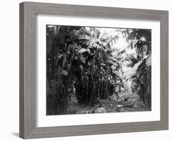 Man Standing in Grove of Banana Trees Photograph - Cuba-Lantern Press-Framed Art Print