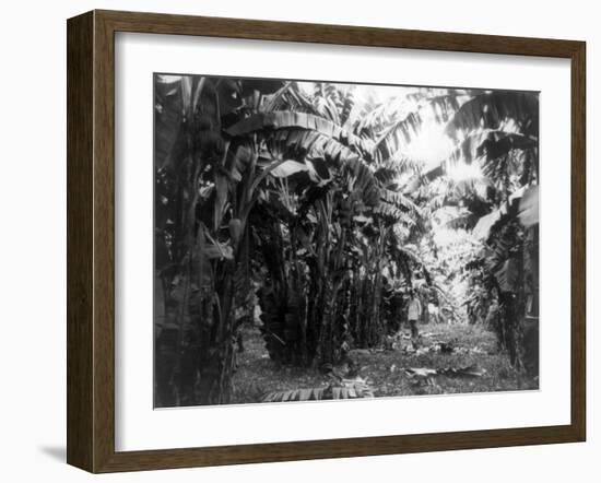 Man Standing in Grove of Banana Trees Photograph - Cuba-Lantern Press-Framed Art Print