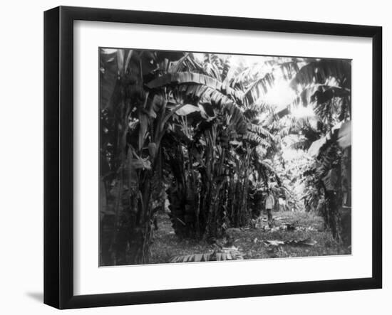 Man Standing in Grove of Banana Trees Photograph - Cuba-Lantern Press-Framed Art Print