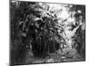 Man Standing in Grove of Banana Trees Photograph - Cuba-Lantern Press-Mounted Art Print