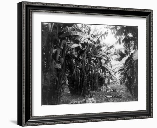 Man Standing in Grove of Banana Trees Photograph - Cuba-Lantern Press-Framed Art Print