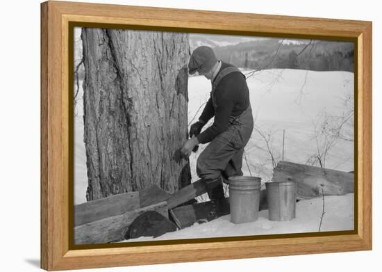 Man Tapping Sugar Maple Tree to Collect Maple Syrup, Vermont, 1940-Marion Post Wolcott-Framed Premier Image Canvas