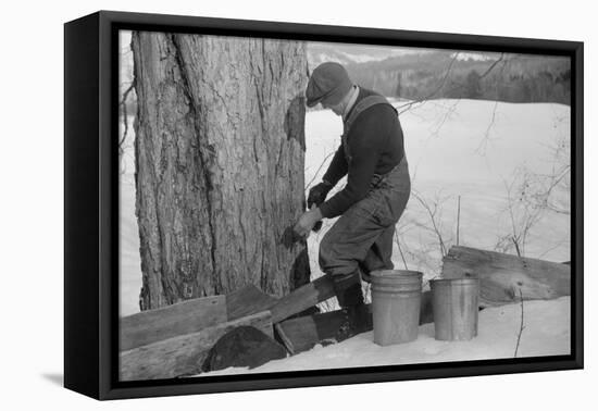 Man Tapping Sugar Maple Tree to Collect Maple Syrup, Vermont, 1940-Marion Post Wolcott-Framed Premier Image Canvas