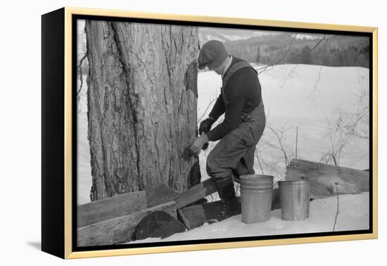 Man Tapping Sugar Maple Tree to Collect Maple Syrup, Vermont, 1940-Marion Post Wolcott-Framed Premier Image Canvas