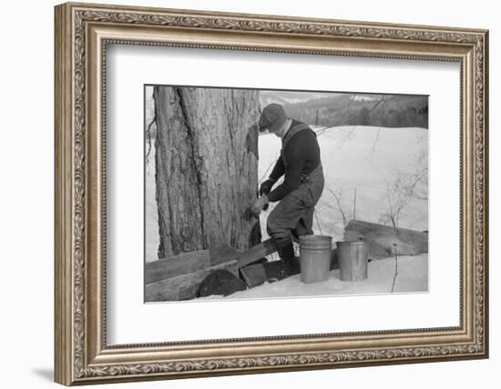 Man Tapping Sugar Maple Tree to Collect Maple Syrup, Vermont, 1940-Marion Post Wolcott-Framed Photographic Print