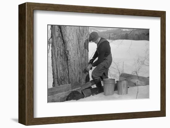 Man Tapping Sugar Maple Tree to Collect Maple Syrup, Vermont, 1940-Marion Post Wolcott-Framed Photographic Print