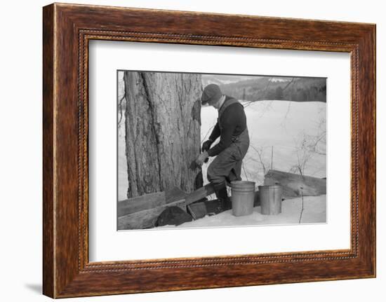 Man Tapping Sugar Maple Tree to Collect Maple Syrup, Vermont, 1940-Marion Post Wolcott-Framed Photographic Print