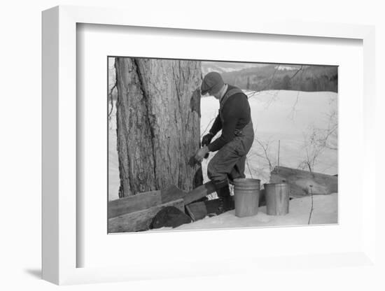 Man Tapping Sugar Maple Tree to Collect Maple Syrup, Vermont, 1940-Marion Post Wolcott-Framed Photographic Print