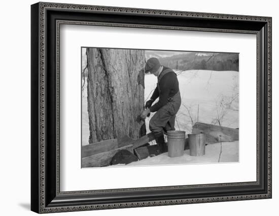 Man Tapping Sugar Maple Tree to Collect Maple Syrup, Vermont, 1940-Marion Post Wolcott-Framed Photographic Print