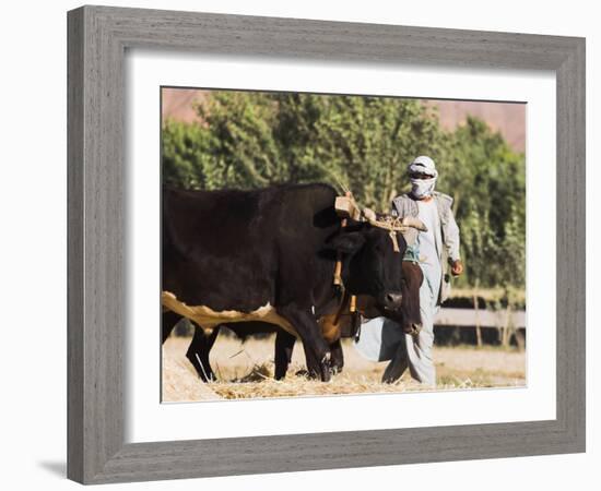 Man Threshing with Oxen, Bamiyan, Bamiyan Province, Afghanistan-Jane Sweeney-Framed Photographic Print