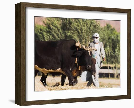 Man Threshing with Oxen, Bamiyan, Bamiyan Province, Afghanistan-Jane Sweeney-Framed Photographic Print