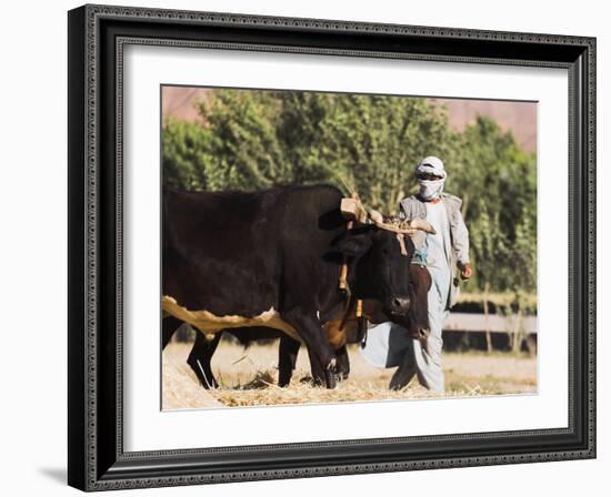 Man Threshing with Oxen, Bamiyan, Bamiyan Province, Afghanistan-Jane Sweeney-Framed Photographic Print