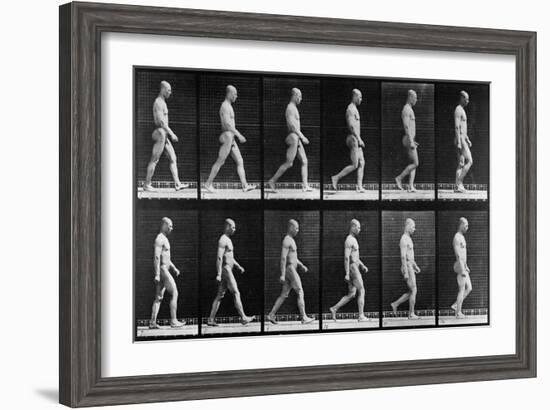 Man Walking, from 'Animal Locomotion', 1887 (B/W Photo)-Eadweard Muybridge-Framed Giclee Print