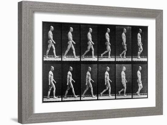 Man Walking, from 'Animal Locomotion', 1887 (B/W Photo)-Eadweard Muybridge-Framed Giclee Print