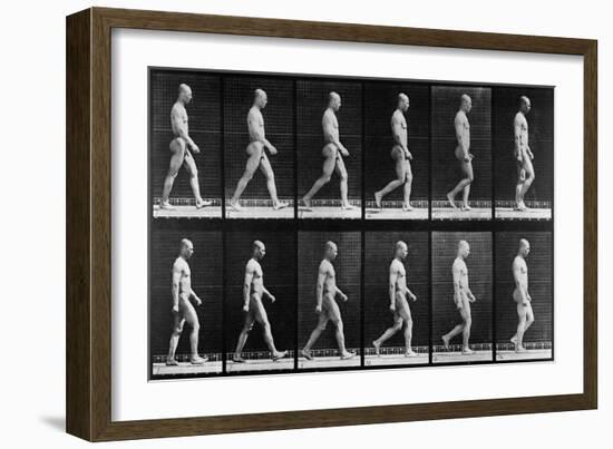 Man Walking, from 'Animal Locomotion', 1887 (B/W Photo)-Eadweard Muybridge-Framed Giclee Print