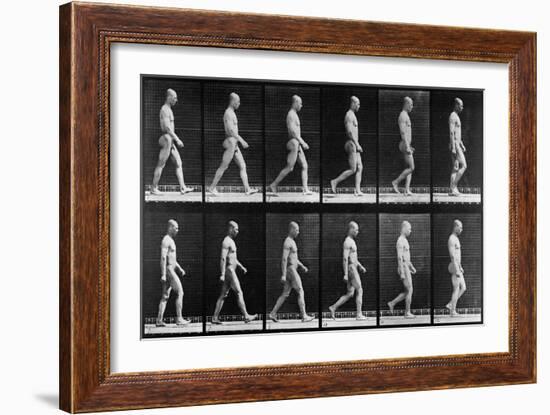 Man Walking, from 'Animal Locomotion', 1887 (B/W Photo)-Eadweard Muybridge-Framed Giclee Print