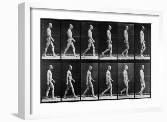 Man Walking, from 'Animal Locomotion', 1887 (B/W Photo)-Eadweard Muybridge-Framed Giclee Print