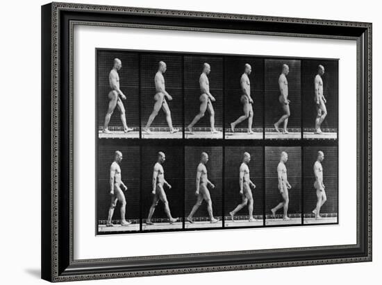 Man Walking, from 'Animal Locomotion', 1887 (B/W Photo)-Eadweard Muybridge-Framed Giclee Print