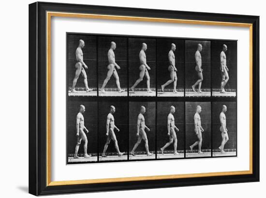 Man Walking, from 'Animal Locomotion', 1887 (B/W Photo)-Eadweard Muybridge-Framed Giclee Print