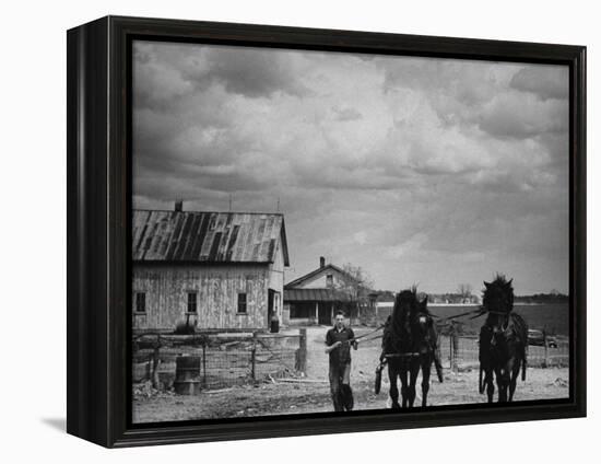 Man Walking Two Clydesdale Horses on the Ranch-William C^ Shrout-Framed Premier Image Canvas