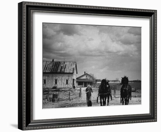 Man Walking Two Clydesdale Horses on the Ranch-William C^ Shrout-Framed Photographic Print