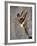 Man Wall Climbing Indoors-null-Framed Photographic Print