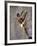 Man Wall Climbing Indoors-null-Framed Photographic Print