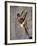 Man Wall Climbing Indoors-null-Framed Photographic Print