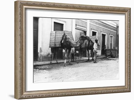 Man with Camels, Las Palmas, Gran Canaria, Canary Islands, Spain, C1920s-C1930s-null-Framed Giclee Print