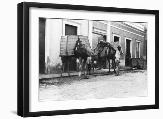 Man with Camels, Las Palmas, Gran Canaria, Canary Islands, Spain, C1920s-C1930s-null-Framed Giclee Print