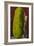 Man with Giant Watermelon-null-Framed Art Print