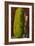 Man with Giant Watermelon-null-Framed Art Print