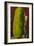 Man with Giant Watermelon-null-Framed Art Print