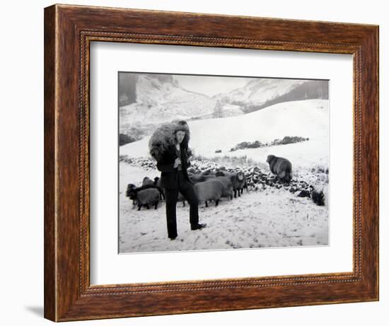 Man with Sheep on Snowy Hills, 1943-null-Framed Photographic Print