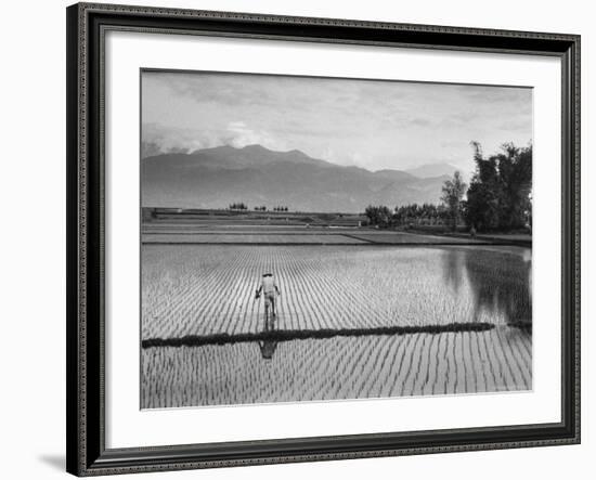 Man Working in Rice Paddies-John Dominis-Framed Photographic Print