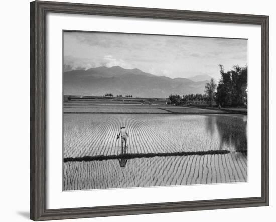 Man Working in Rice Paddies-John Dominis-Framed Photographic Print