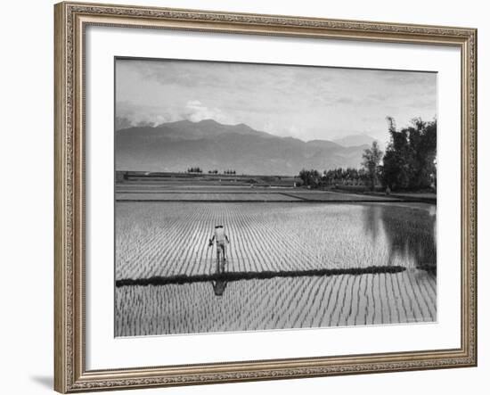 Man Working in Rice Paddies-John Dominis-Framed Photographic Print