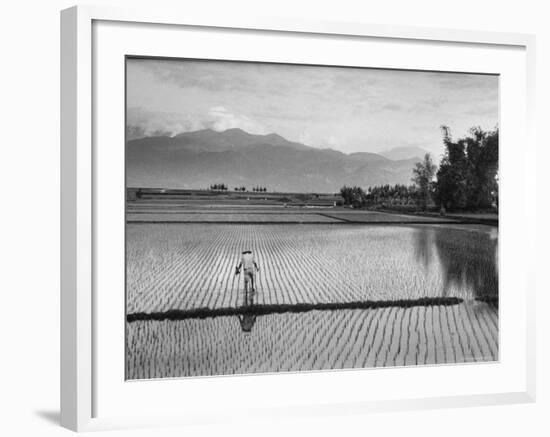 Man Working in Rice Paddies-John Dominis-Framed Photographic Print
