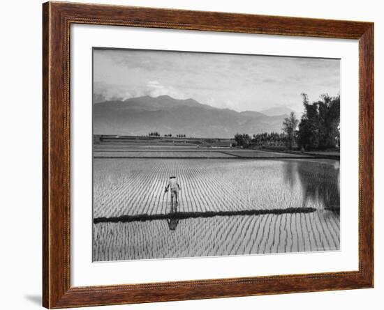 Man Working in Rice Paddies-John Dominis-Framed Photographic Print