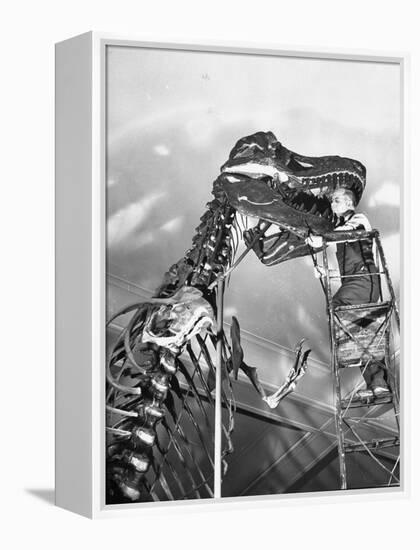 Man Working on Skeleton of a Tyrannosaurus at the American Museum of Natural History-Hansel Mieth-Framed Premier Image Canvas