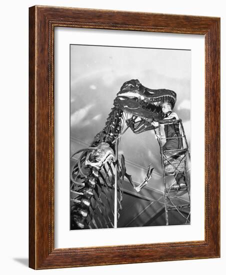 Man Working on Skeleton of a Tyrannosaurus at the American Museum of Natural History-Hansel Mieth-Framed Photographic Print