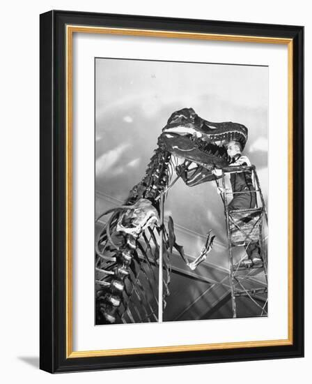 Man Working on Skeleton of a Tyrannosaurus at the American Museum of Natural History-Hansel Mieth-Framed Photographic Print