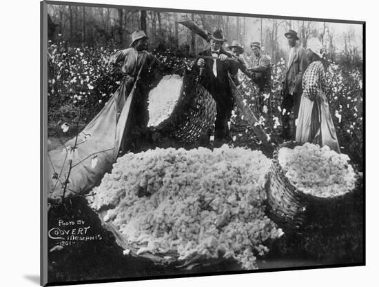 Manager Weighing Picked Cotton-null-Mounted Photographic Print