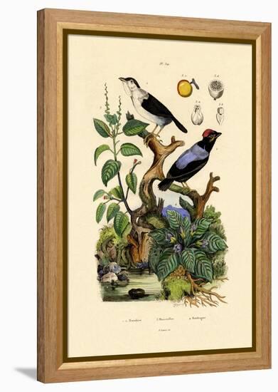 Manakins, 1833-39-null-Framed Premier Image Canvas